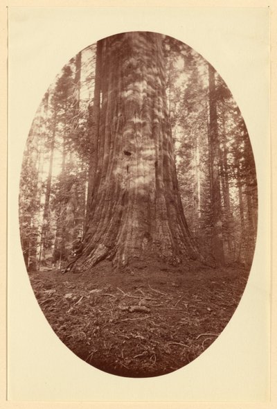 [Empire State Calaveras Grove] - Carleton Watkins