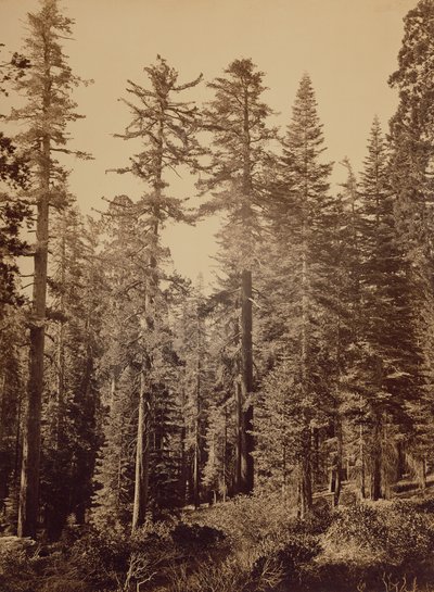 [Scène de forêt] / [Pins à sucre] - Carleton Watkins