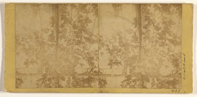 [Vignes] - Carleton Watkins