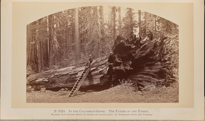 Dans le bosquet de Calaveras. Le père de la forêt - Carleton Watkins