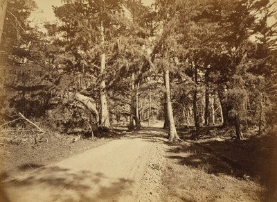 (Monterey, Californie. Moss Avenue, 18 Mile Drive.) - Carleton Watkins