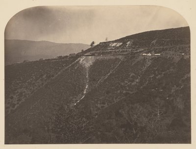 Mine de pin - Carleton Watkins