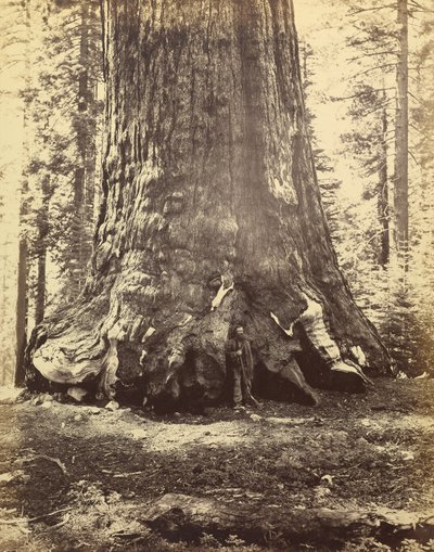[Section du géant grizzli] - Carleton Watkins