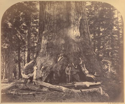 Section du Grizzly Giant, 33 pieds de diamètre, Mariposa Grove, Yosemite, No. 111 - Carleton Watkins