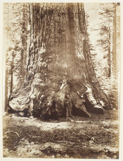 Section du Grizzly Giant avec Galen Clark, Mariposa Grove, Yosemite - Carleton Watkins