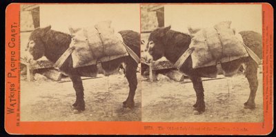 Le plus ancien habitant des îles Farallone - Carleton Watkins