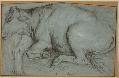 Vache couchée et étude des pattes arrière d