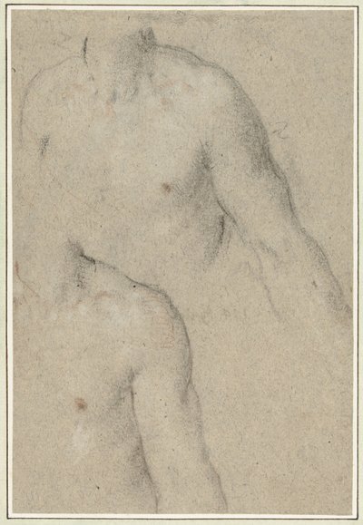 Deux études du torse d