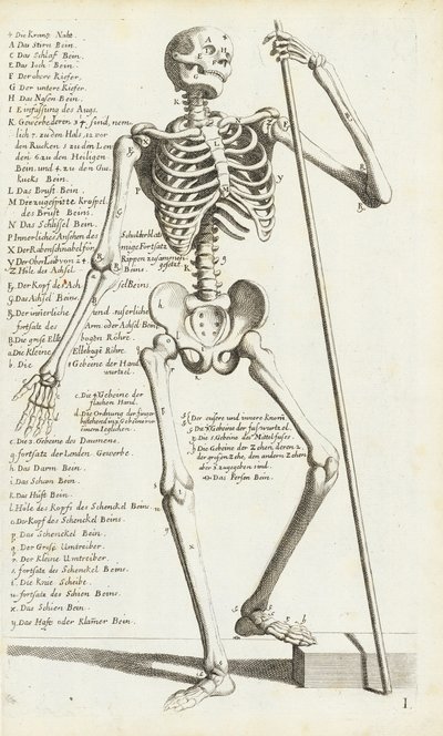Étude anatomique du squelette humain par Carlo Cesi - Carlo Cesi