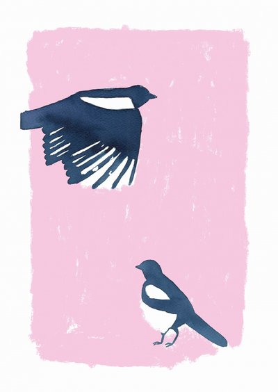 Les Magpies du ciel rose - Carola Cedell