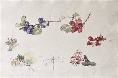 Fruits et fleurs d