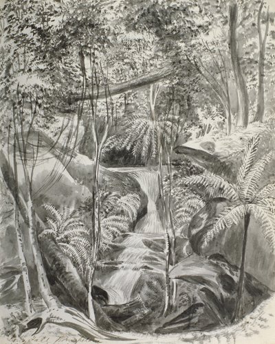 Étude de la jungle, 19ème siècle - Caroline Louisa Meredith