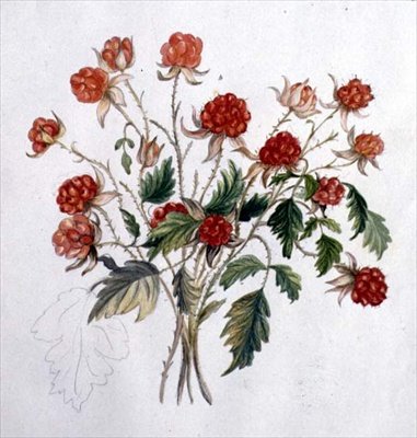 Framboise sauvage - Caroline Louisa Meredith