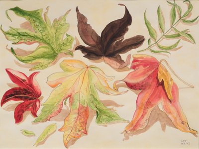 Feuilles d