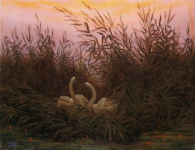 Allemand : Schwäne im Schilf beim ersten Morgenrot Cygnes dans les roseaux à la première aube - Caspar David Friedrich