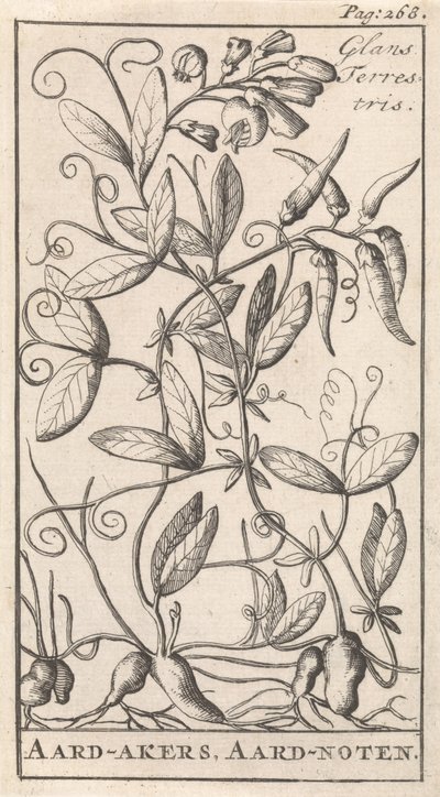 Pois de terre - Caspar Luyken
