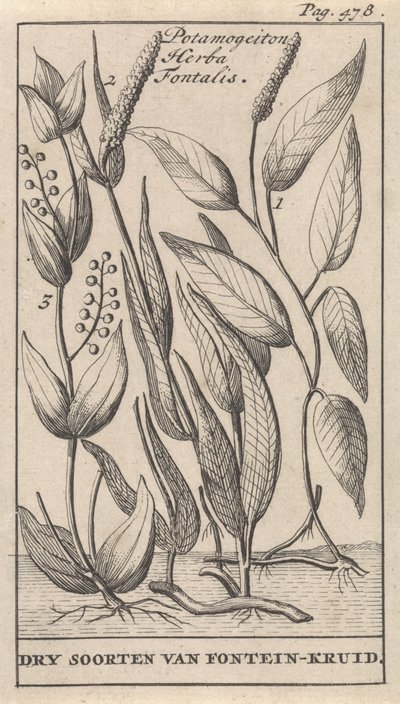 Trois types de potamot - Caspar Luyken