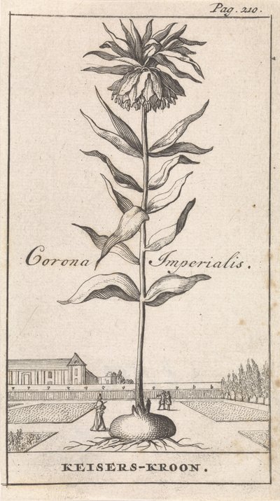 Couronne impériale - Caspar Luyken