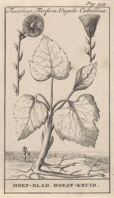 Petite tussilage avec tussilage - Caspar Luyken
