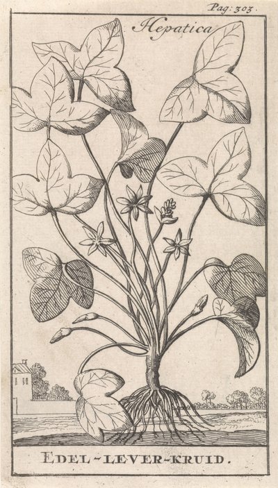 Herbe à hépatique - Caspar Luyken