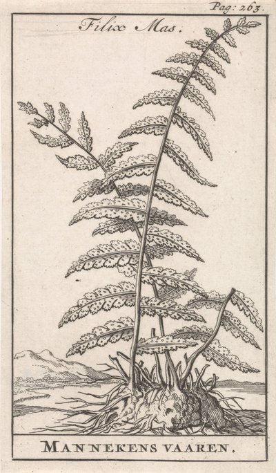 Fougère mâle - Caspar Luyken