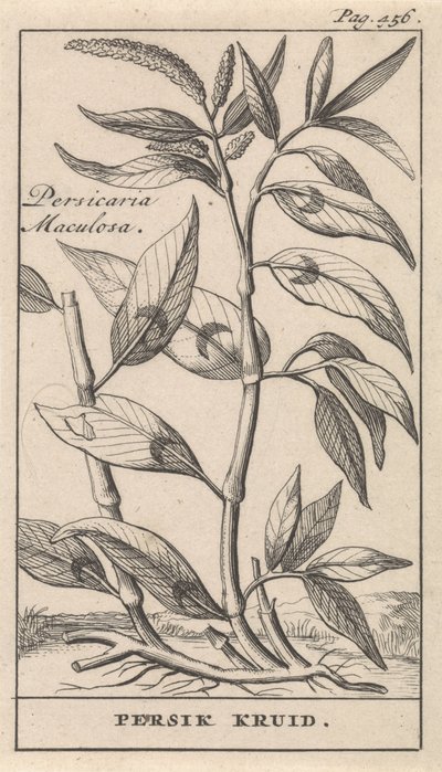 Renouée persicaire - Caspar Luyken