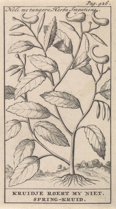 Balsamine - Caspar Luyken