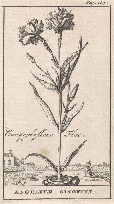 Page de titre et huit estampes avec des fleurs - Caspar Luyken