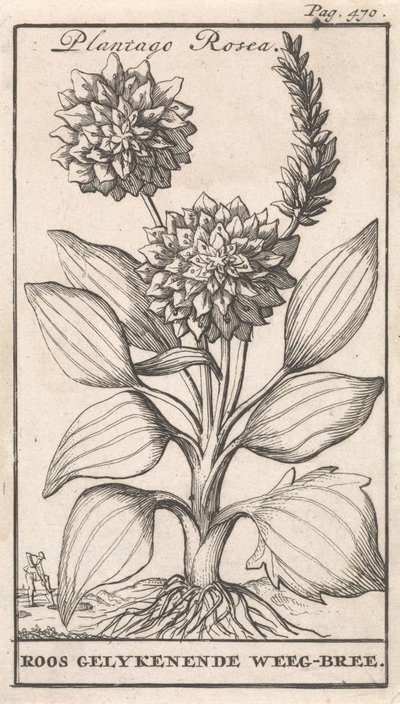 Page de titre et huit estampes avec des fleurs - Caspar Luyken