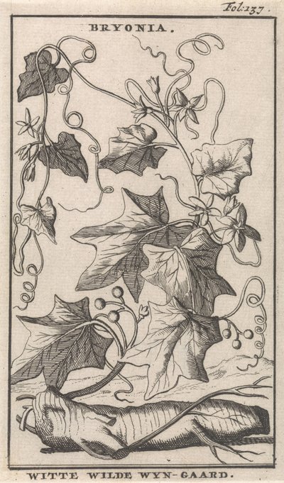 Bryone blanche (Bryonia / Witte Wilde Wyn-gaard) - Caspar Luyken