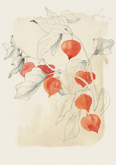  - Catalina Somolinos