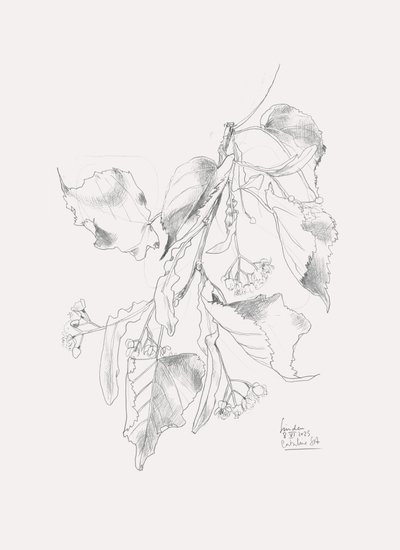 Esquisse délicate de tilleul - Catalina Somolinos