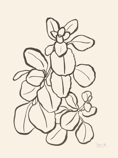 Dessin de feuilles en mode organique - Catalina Somolinos