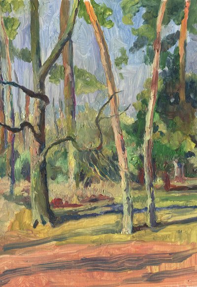 Sentier forestier ensoleillé - Catalina Somolinos