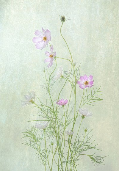 Fleurs délicates de cosmos - Catherine Wang