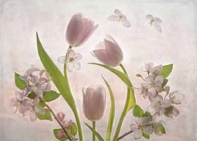 Fleurs de tulipes rose pâle - Catherine Wang