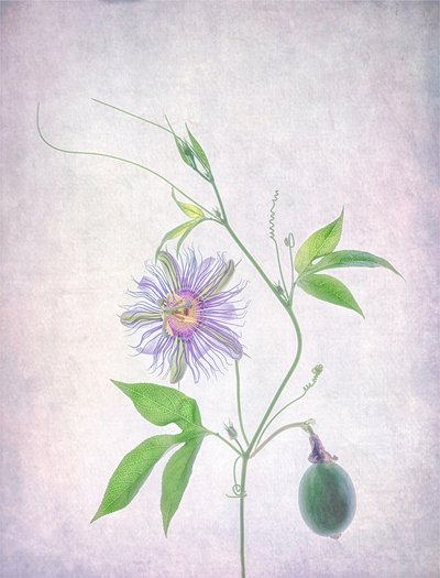 Fleur de la passion éclatante - Catherine Wang