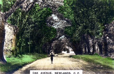 Avenue des Chênes, Newlands, Johannesburg, Gauteng, Afrique du Sud, vers 1920 - Cavenders Ltd