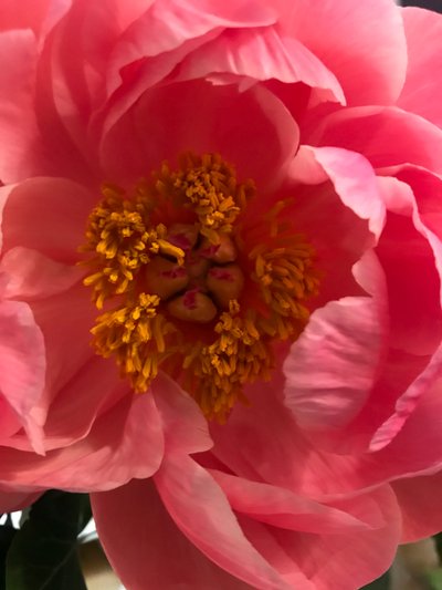 Composition - Fleurs, 2019 (photo) - Cécile Jamet