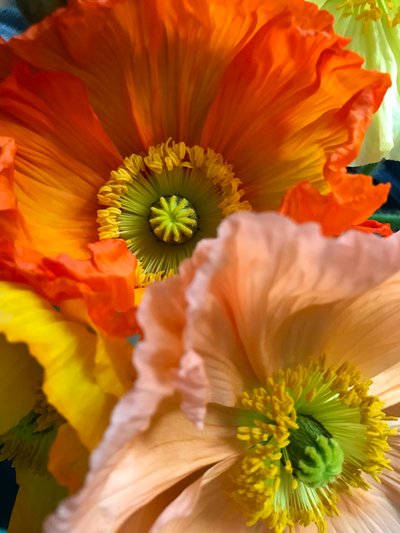 Composition - Fleurs, 2019 (photo) - Cécile Jamet