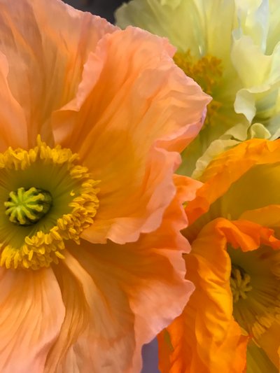 Composition - Fleurs, 2019 (photo) - Cécile Jamet