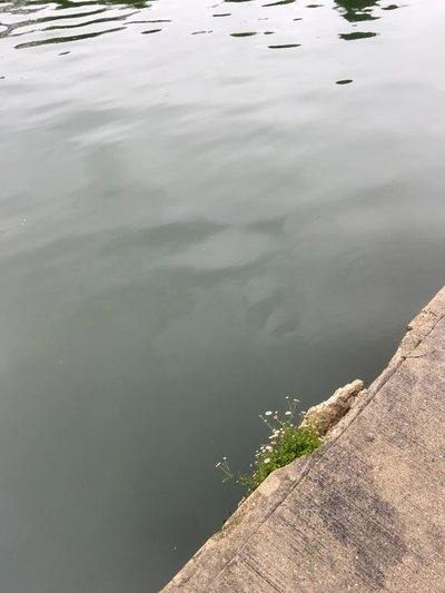 Composition, 2019 (photo) - Cécile Jamet