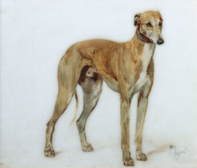 Un Lévrier Fauve, 1897 - Cecil Charles Windsor Aldin