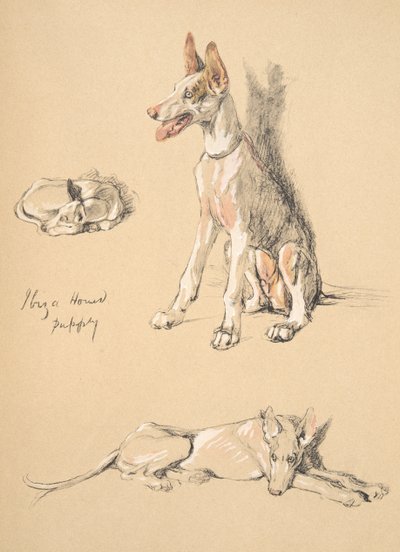 Chiot de chien d
