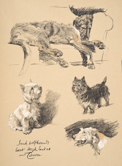 Irish Wolfhound, West Highlander et Cairn, 1930, Illustrations de son carnet de croquis utilisé pour 