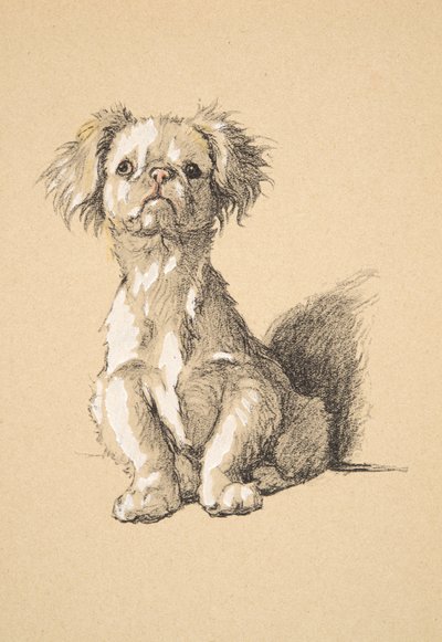 Pékinois, 1930, Illustrations de son carnet de croquis utilisé pour Just Among Friends, Aldin, Cecil Charles Windsor (1870-1935), publié plus tard par Eyre and Spottiswoode Limited, 1934 - Cecil Charles Windsor Aldin