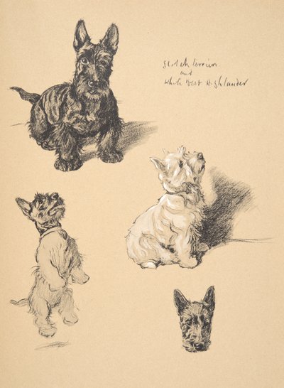 Terrier écossais et West Highlander blanc, 1930, Illustrations de son carnet de croquis utilisé pour Just Among Friends, Aldin, Cecil Charles Windsor (1870-1935), publié plus tard par Eyre and Spottiswoode Limited, 1934 - Cecil Charles Windsor Aldin