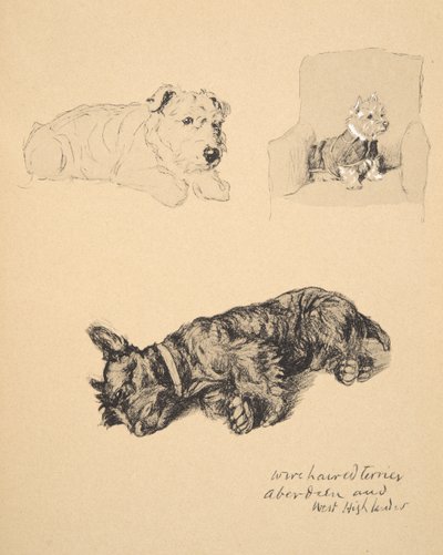 Terrier à poil dur, Aberdeen et West Highlander, 1930, Illustrations de son carnet de croquis utilisées pour Just Among Friends, publié par Eyre et Spottiswoode - Cecil Charles Windsor Aldin