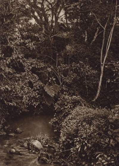 Mexique : Forêt près de Mirador, Panorama de forêt vierge (photo n/b) - Cecile Seler Sachs