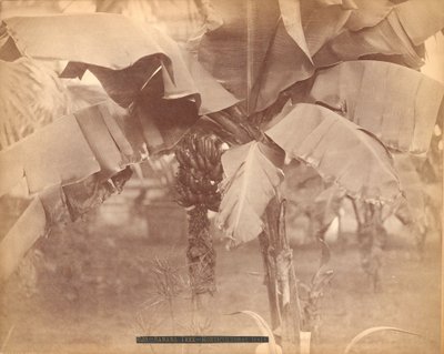 Bananiers, Hall horticole, Exposition du Centenaire, Philadelphie - Centennial Photographic Co.